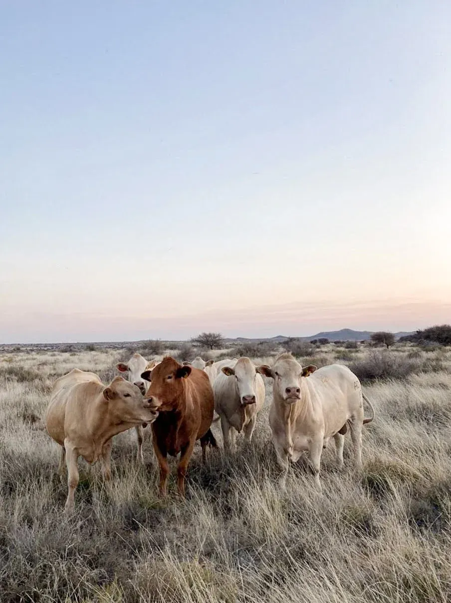 Cattle grazing at Egerton Farm