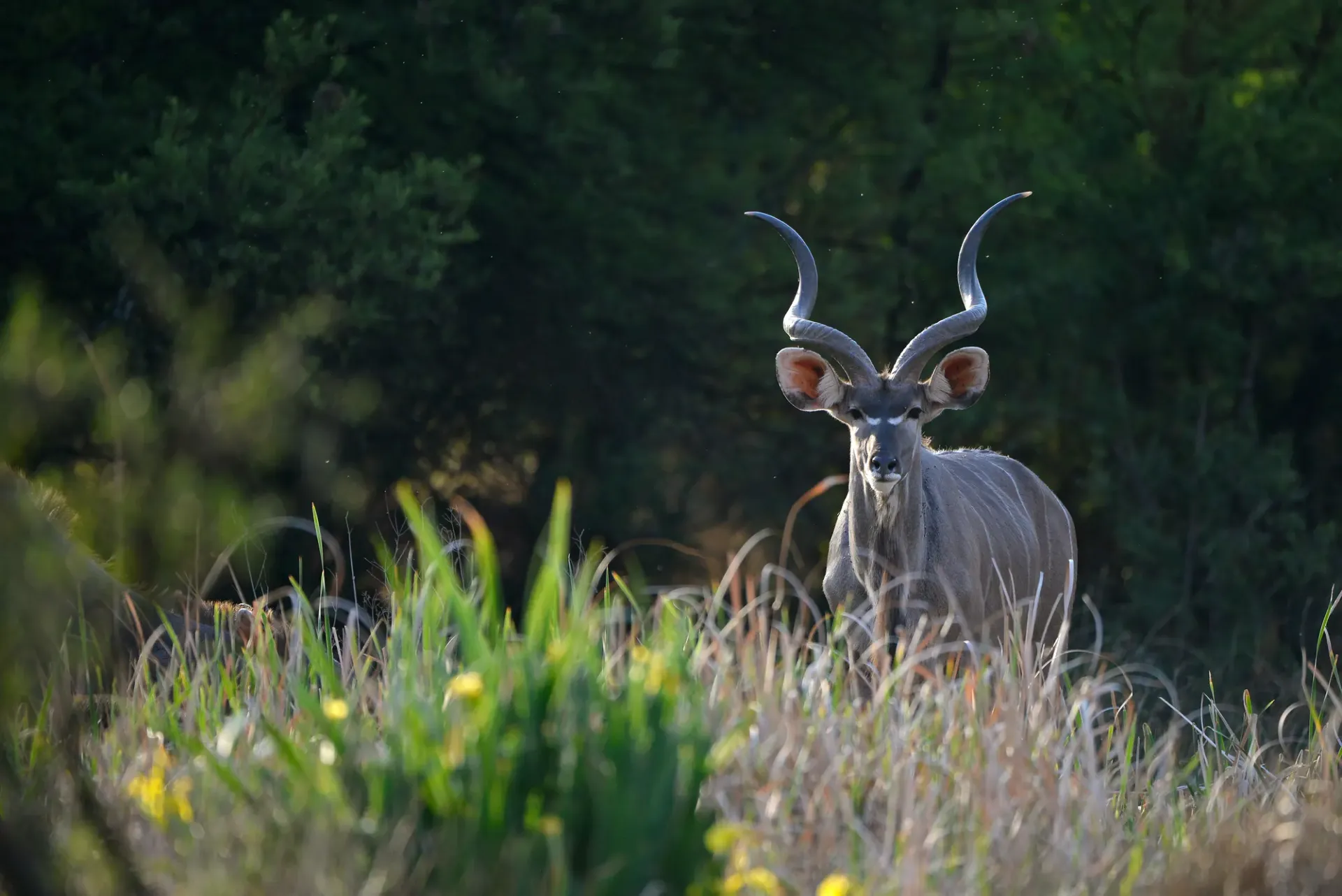 Kudu in the Silver Lakes estate game reserve